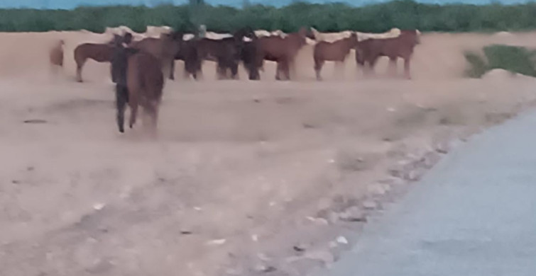 Malatya'da Kaçan Atlar Alarm Durumuna Geçirdi