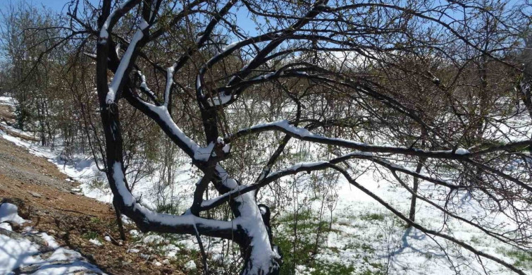 Malatya'da Kayısı Üretimi İçin Don Tehdidi