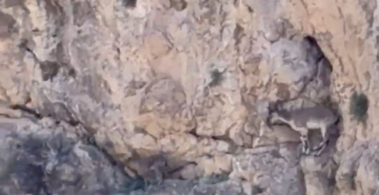 Malatya'da nesli tükenme tehlikesi altındaki yaban keçileri görüntülendi