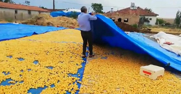 Malatya'da Sağanak Yağış Kayısı Üreticilerini Olumsuz Etkiledi