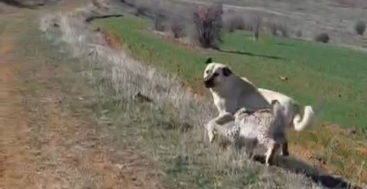 Malatya'da Vaşak ve Köpek Kavgası Görüntülendi