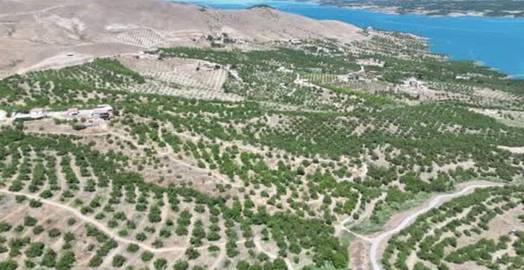 Malatya'da yaş kayısı hasadı başladı, ilk ürünler Avrupa'ya ihraç ediliyor
