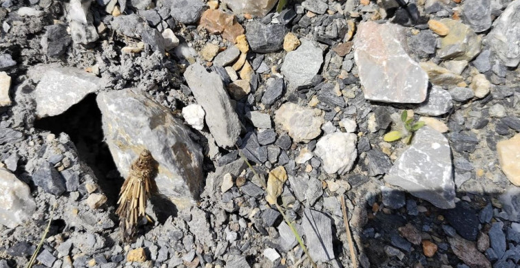 Malatya'da Yürüyüşte 'Mantolu Böcek' Keşfi