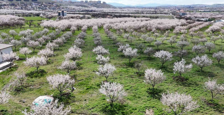Malatya'nın Kayısı Bahçeleri Baharda Renklendi