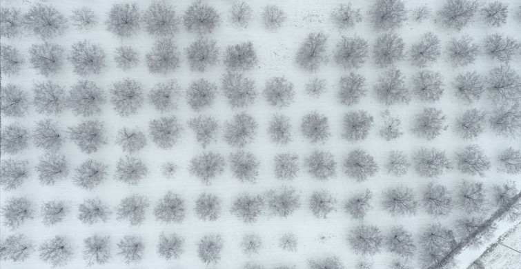 Malatya'nın Kayısı Bahçeleri Karla Kaplandı