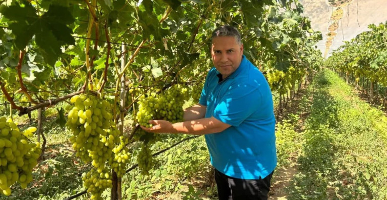 Manisa il tarım ve orman müdürü erkenci üzüm hasadını inceledi