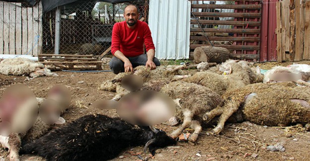 Manisa'da Acıkan Köpekler 45 Küçükbaş Hayvanı Telef Etti