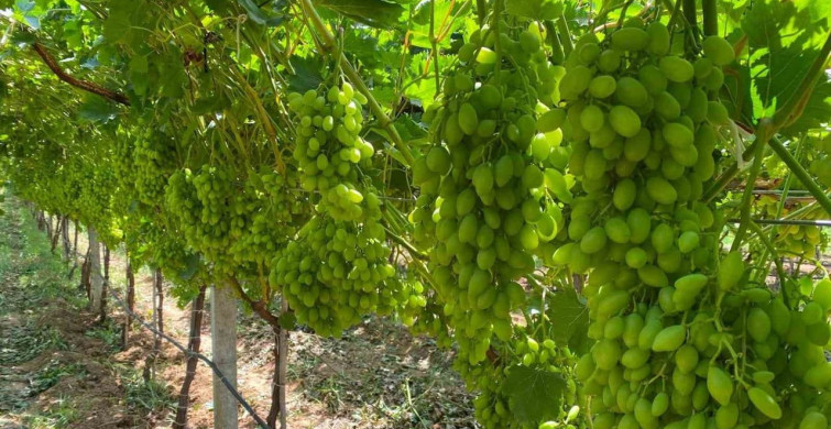 Manisa'da bağ üreticilerine sıcaklık stresi uyarısı