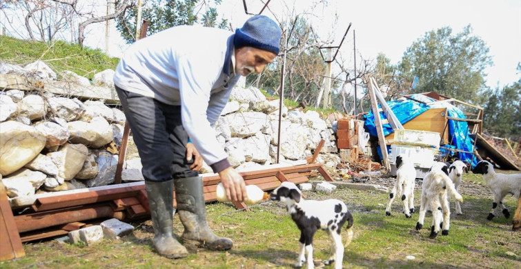Manisa'da Koyun Beşiz Yavru Dünyaya Getirdi