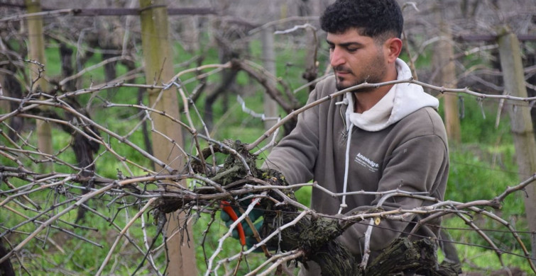 Manisa'da Üzüm Bağlarında Budama Çalışmaları Başladı
