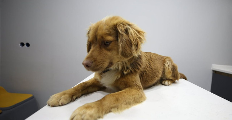 Manisa'daki Taşkın Kurtarma Operasyonu: 3 Köpek Bursa'da Bakımdan Geçiyor