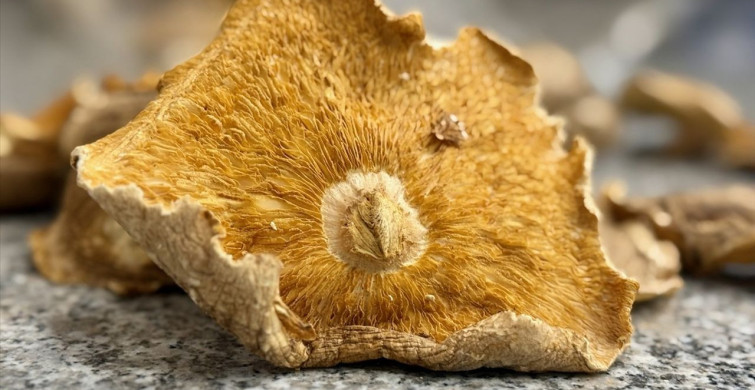 Mantar Zehirlenmelerinde Önemli Uyarı: Yanınızda Mantarı Götürün