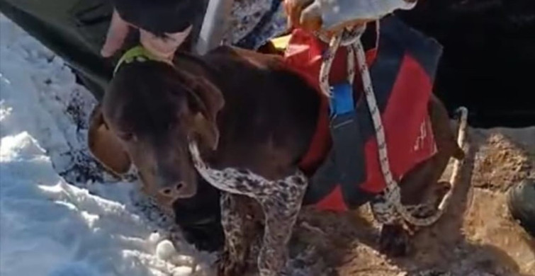 Mardin'de Düşen Köpek İtfaiye Ekipleri Tarafından Kurtarıldı