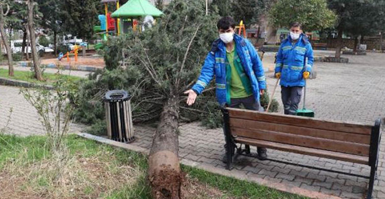 Mardin'de Fırtına Çıktı; 25 Yıllık Ağaç Devrildi