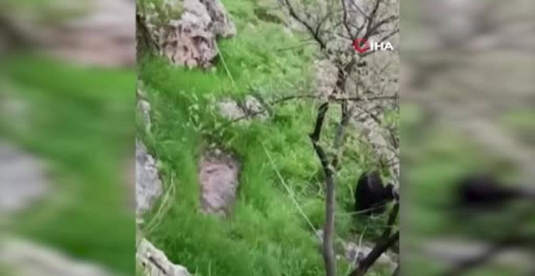 Mardin'de İtfaiye, Mahsur Kalan Keçileri Kurtardı