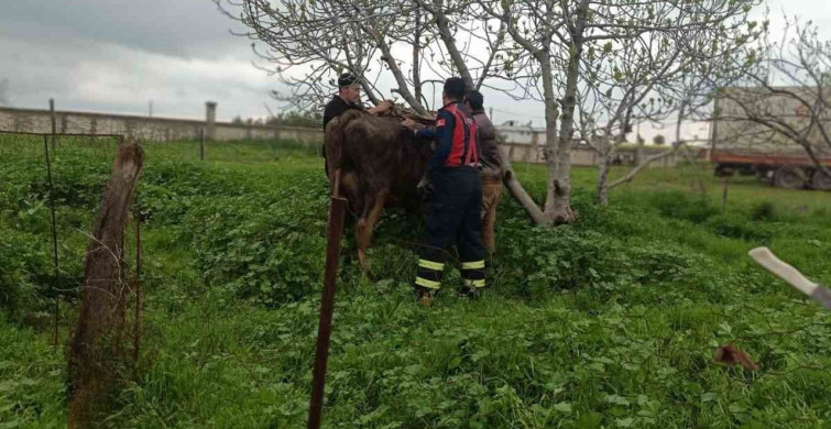 Mardin'de Kuyuya Düşen İnek Kurtarıldı