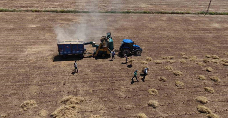 Mardin'de mercimek hasadı, kavurucu sıcaklara rağmen devam ediyor