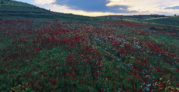 Mardin'de Mercimek Tarlaları Baharın Renkleriyle Süslendi