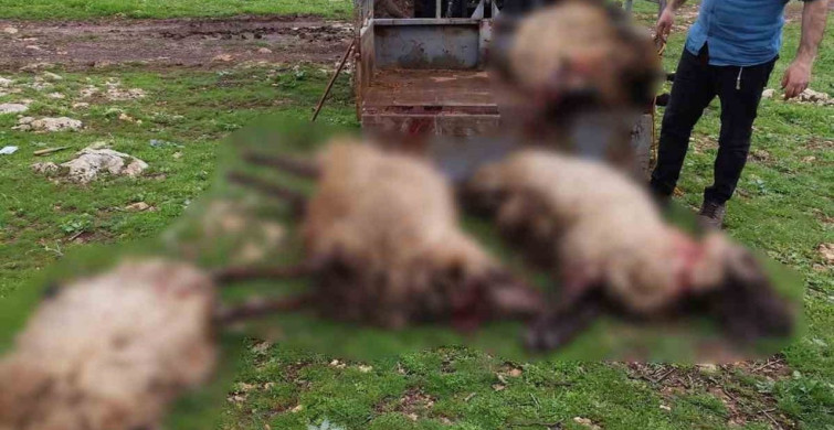 Mardin'de Yıldırım Düşmesi 8 Koçu Hayatından Etti