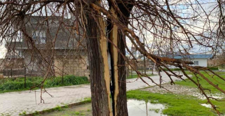 Mardin'de Yıldırımın Vurduğu Ağaç İkiye Bölündü