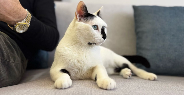 Mardinli İtfaiyecinin Deprem Sonrası Kedi ile Dostluğu Kitaplaştı