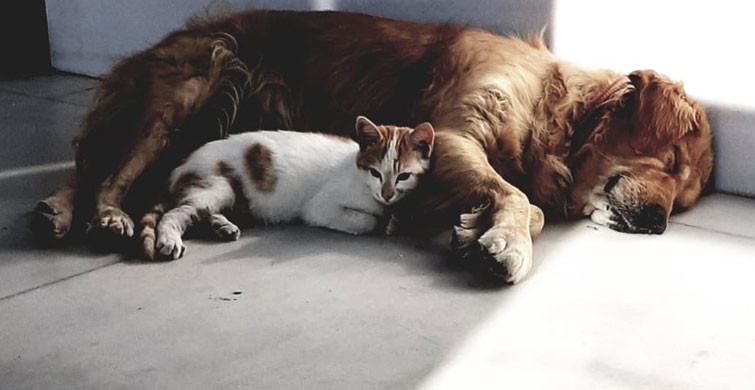 Marmara Adasında Pitbull Saldırısı Gerçekleşti