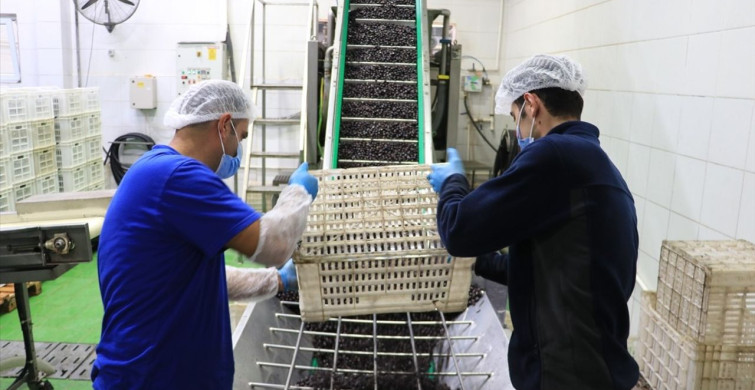 Marmarabirlik'in Orta Doğu Hedefi ve İhracat Rakamları