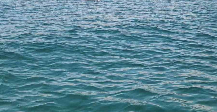 Marmara'da iki yunus teknenin yanında görüntülendi