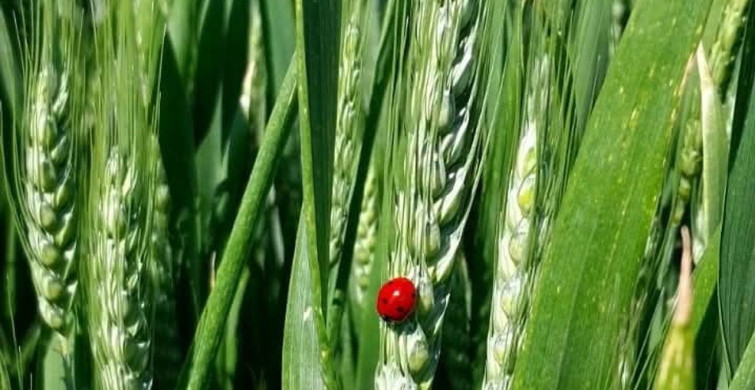 Marmaraereğlisi'nde Tarımsal Zararlılara Karşı Feromon Tuzakları Kuruldu