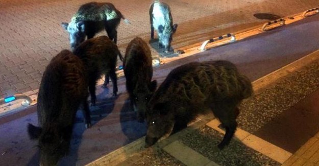Marmaris Merkezine İnen Yaban Domuzlarını Beslediler