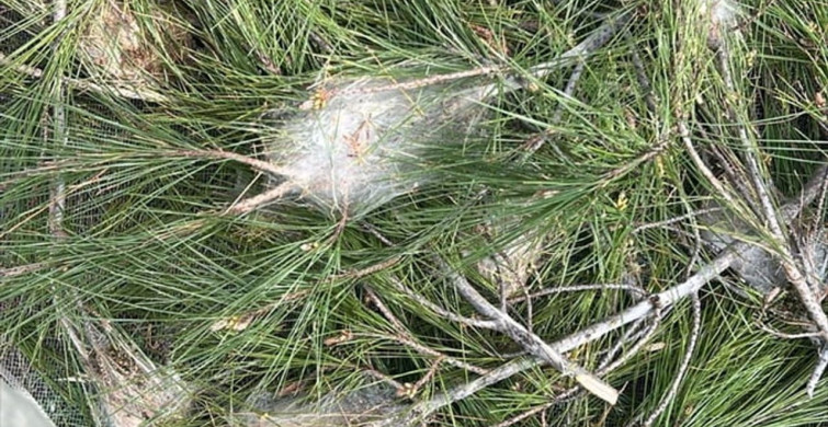 Marmaris'te Çam Kese Böceğiyle Mücadele