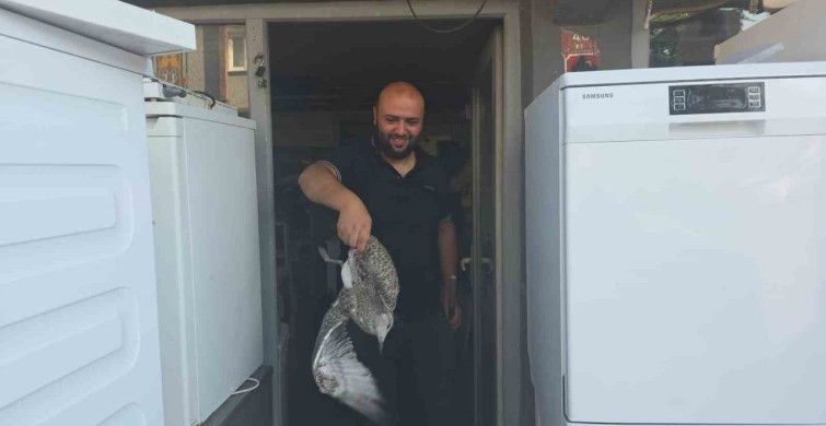 Martı yavrusu beyaz eşya tamircisine girdi
