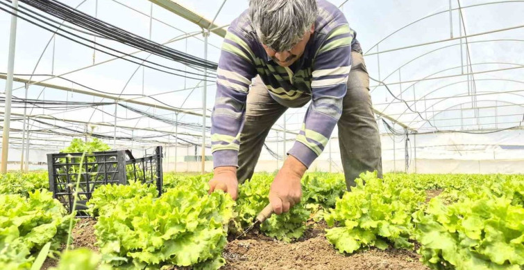 Marul Fiyatlarındaki Dengesizlik Tartışma Konusu