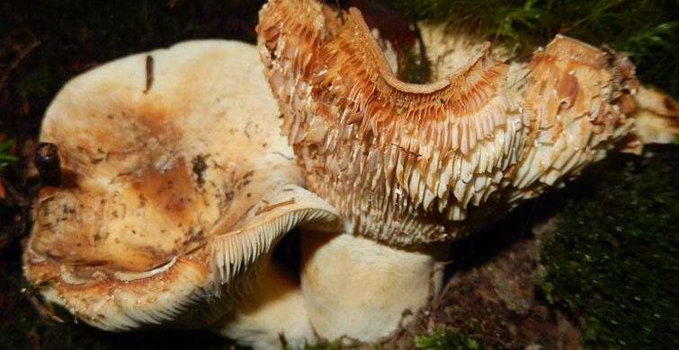 Matsutake Mantarı Nedir? Matsutake Mantarı Yenir mi?