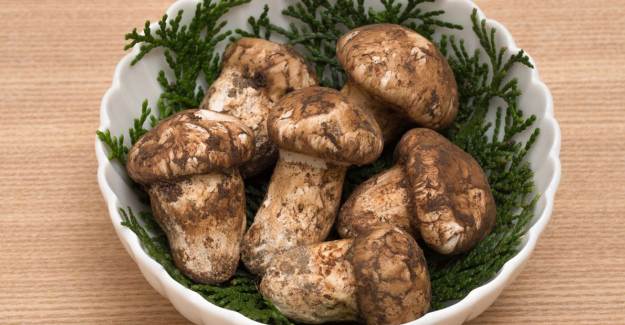 Matsutake Mantarının Faydaları Nelerdir?