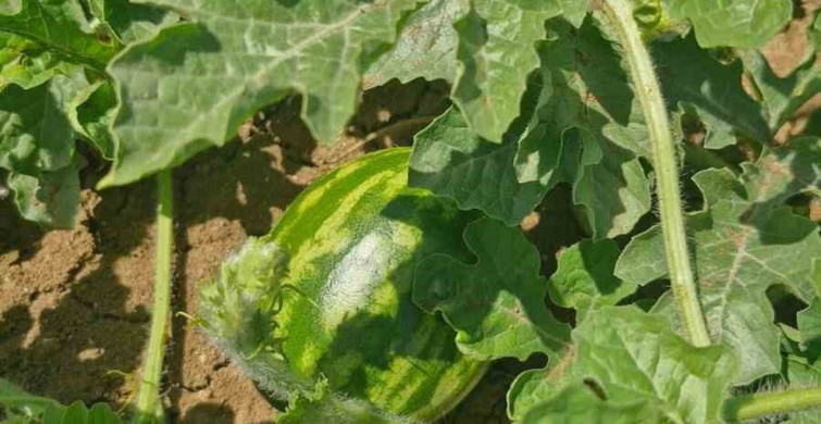 Medetli karpuzu iyi tarımla geleceğe taşınıyor