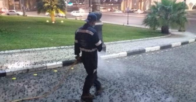 Medine'yi Çekirgeler Bastı