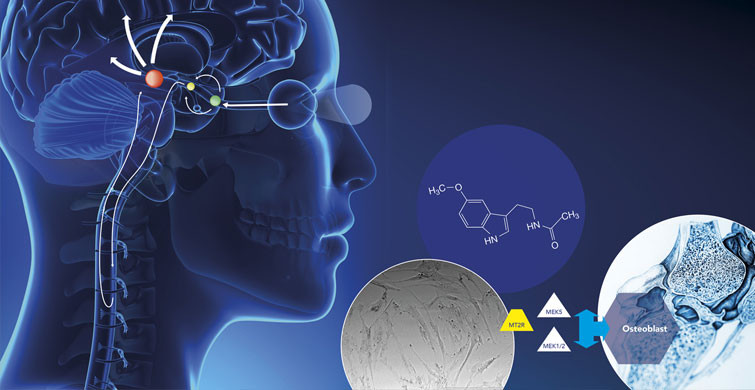 Melatonin Hormonu Nedir, Ne İşe Yarar?