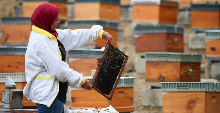 Memurluğu Bıraktı Arıcılığa Başladı! Şimdi 450 Kovanı Var