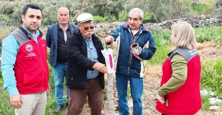 Menteşe'de Çiftçilere Uygulamalı Ceviz Aşılama Eğitimi
