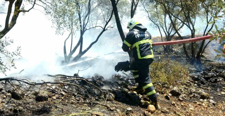 Menteşe’de zeytinlik yangını kontrol altına alındı