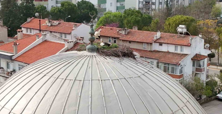 Menteşe'nin Geleneksel Leylek Misafirleri