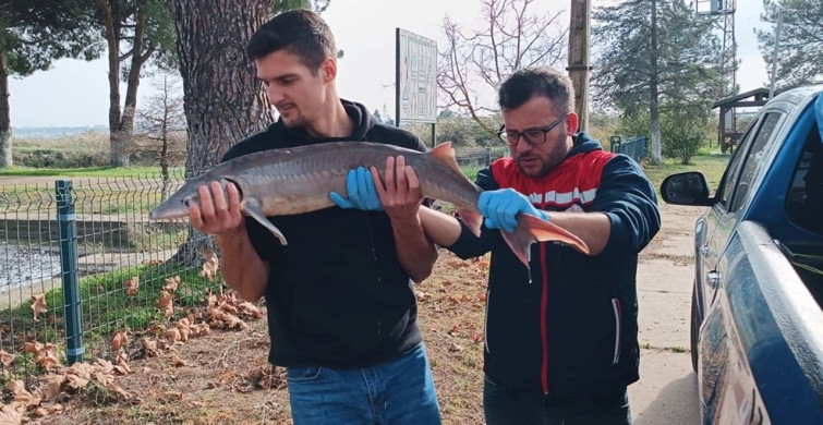 Meriç Nehri'nde Koruma Altına Alınan Mersin Balığı