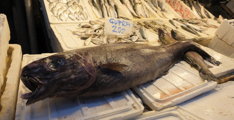 Mersin Açıklarında 1,5 Metrelik Siyah Dümen Balığı Avlandı