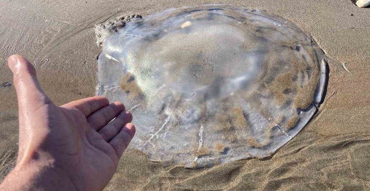 Mersin Sahillerinde Denizanası Yoğunluğu: Uzmanlardan Uyarılar