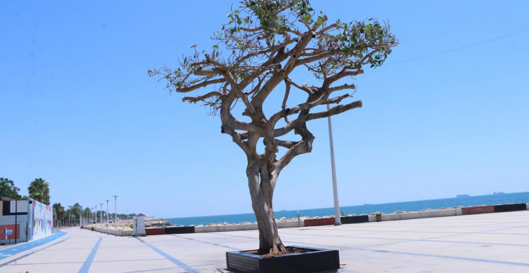 Mersin'de asırlık ağaç zehirlendi, 3 kişi gözaltına alındı!