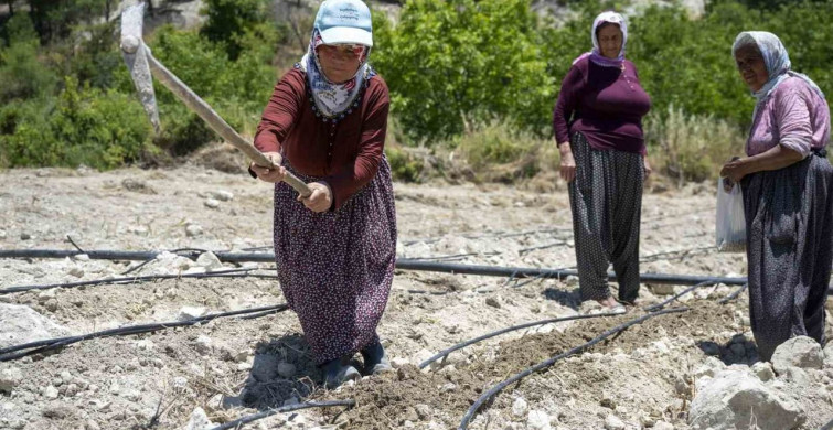 Mersin’de atalık leklek fasulyesi yeniden toprakla buluştu