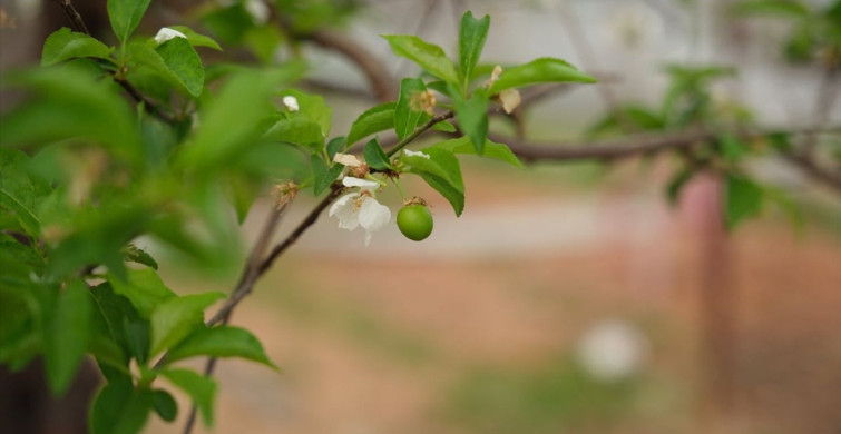 Mersin'de Erik Ağaçları Çiçek Açtı