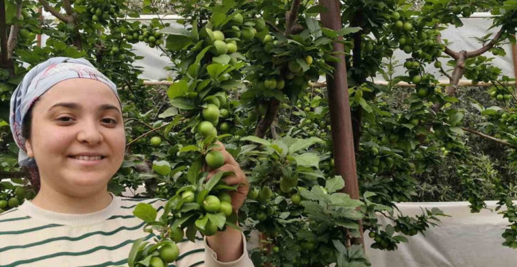 Mersin'de Erik Hasadı Başladı: Fiyatlar 200 TL'ye Düştü