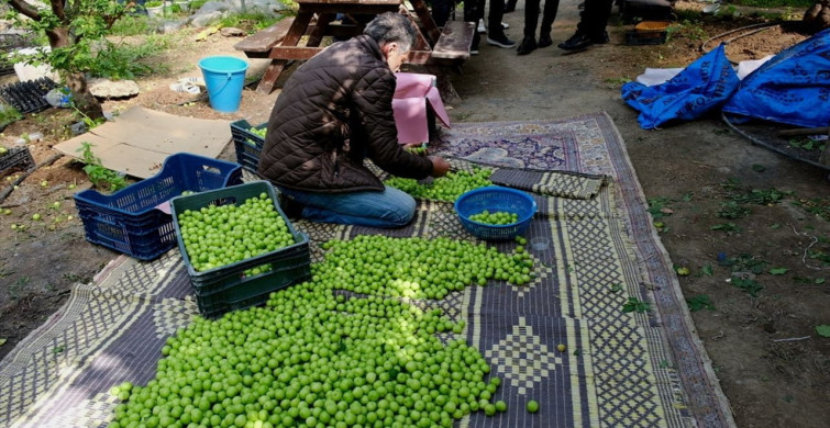 Mersin'de Erik Hasadı Devam Ediyor